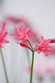 GUERNSEY NERINE FESTIVAL: CLOSE UP PLANT PORTRAIT OF THE PINK / RED FLOWERS OF NERINE CLENT CHARM. BULB, FLOWERING, BULBOUS, GUERNSEY, LILY