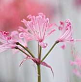 GUERNSEY NERINE FESTIVAL: CLOSE UP PLANT PORTRAIT OF THE PINK FLOWERS OF NERINE LOCH HERMIDALE. BULB, FLOWERING, BULBOUS, GUERNSEY, LILY