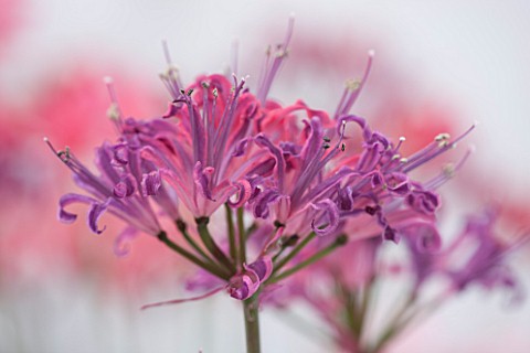 GUERNSEY_NERINE_FESTIVAL_CLOSE_UP_PLANT_PORTRAIT_OF_THE_PINK_FLOWERS_OF_NERINE_CURIOSITY_BULB_FLOWER