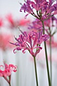 GUERNSEY NERINE FESTIVAL: CLOSE UP PLANT PORTRAIT OF THE PINK FLOWERS OF NERINE CURIOSITY. BULB, FLOWERING, BULBOUS, GUERNSEY, LILY
