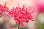 GUERNSEY NERINE FESTIVAL: CLOSE UP PLANT PORTRAIT OF THE PINK FLOWERS OF NERINE DAME ALICE GODMAN. BULB, FLOWERING, BULBOUS, GUERNSEY, LILY