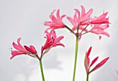 GUERNSEY NERINE FESTIVAL: CLOSE UP PLANT PORTRAIT OF THE PINK FLOWERS OF NERINE CLENT CHARM. BULB, FLOWERING, BULBOUS, GUERNSEY, LILY