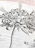 GUERNSEY NERINE FESTIVAL: PAGE SHOWING GUERNSEY LILY FROM DESCRIPTION OF THE GUERNSEY LILLY BY JAMES DOUGLAS, PRINTED IN 1737