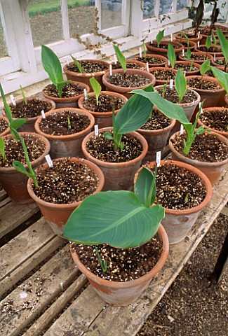POTS_OF_CANNAS_JUST_STARTING_TO_GROW_IN_THE_GREENHOUSE_OF_THE_LYGON_ARMS__GLOUCESTERSHIRE