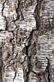 THE NATIONAL TRUST - SHEFFIELD PARK, SUSSEX,  IN AUTUMN. OCTOBER, FALL, CLOSE UP OF BARK OF A SWEDISH BIRCH TREE, BETULA PENDULA DALECARLICA, ABSTRACT