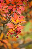 THE NATIONAL TRUST - SHEFFIELD PARK, SUSSEX. AUTUMN. OCTOBER, FALL. LEAVES AND BERRIES OF PHOTINIA VILLOSA. SHRUB, SHRUBS, RED, BERRY, BERRIES, FRUIT, LEAF