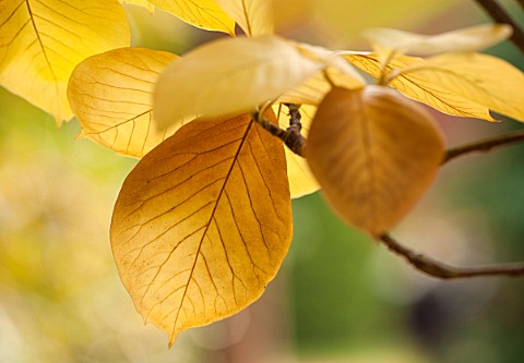 THE_NATIONAL_TRUST__SHEFFIELD_PARK_SUSSEX_AUTUMN_OCTOBER_FALL_BROWN__YELLOW_LEAVES_OF_MAGNOLIA_SOULA