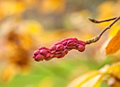 THE NATIONAL TRUST - SHEFFIELD PARK, SUSSEX. AUTUMN. OCTOBER, FALL. PINK SEED POD OF MAGNOLIA SOULANGEANA RUSTICA RUBRA. SHRUB, DECIDUOUS, TREE, FRUIT, BERRY, FRUITS