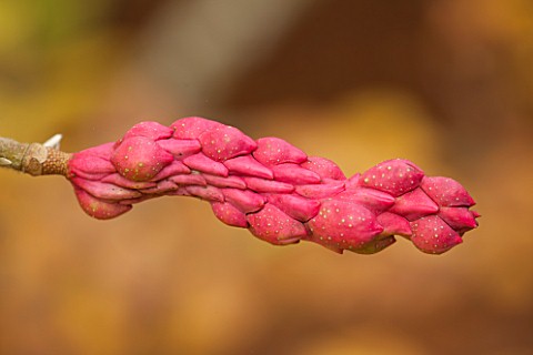 THE_NATIONAL_TRUST__SHEFFIELD_PARK_SUSSEX_AUTUMN_OCTOBER_FALL_PINK_SEED_POD_OF_MAGNOLIA_SOULANGEANA_