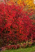BORDE HILL GARDEN, WEST SUSSEX. AUTUMN. OCTOBER, FALL. EUONYMUS EUROPEUS RED CASCADE. SHRUB, RED, LEAVES, BERRIES, BERRY, SHRUBS, FRUIT, FRUITS
