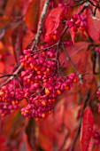 BORDE HILL GARDEN, WEST SUSSEX. AUTUMN. OCTOBER, FALL. EUONYMUS EUROPEUS RED CASCADE. SHRUB, RED, LEAVES, BERRIES, BERRY, SHRUBS, FRUIT, FRUITS, SPINDLE, SEED, POD