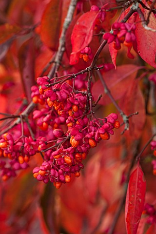 BORDE_HILL_GARDEN_WEST_SUSSEX_AUTUMN_OCTOBER_FALL_EUONYMUS_EUROPEUS_RED_CASCADE_SHRUB_RED_LEAVES_BER