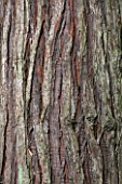 BATSFORD ARBORETUM, GLOUCESTERSHIRE. AUTUMN. OCTOBER, FALL. BARK OF THE INCENSE CEDAR - CALOCEDRUS DECURRENS - TRUNK, ABSTRACT, EVERGREEN, TREE, PATTERN, ABSTRACT