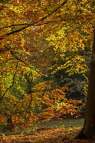 BATSFORD_ARBORETUM_GLOUCESTERSHIRE_AUTUMN_OCTOBER_FALL_BEECH_TREES_IN_THE_WOODLAND_LEAVES_FOLIAGE_GO