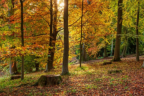 BATSFORD_ARBORETUM_GLOUCESTERSHIRE_AUTUMN_OCTOBER_FALL_BEECH_TREES_IN_THE_WOODLAND_LEAVES_FOLIAGE_GO