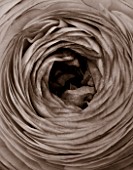 BLACK AND WHITE SEPIA TONE IMAGE OF CLOSE UP OF CENTRE OF RANUNCULUS FLOWER. ABSTRACT, PATTERN, NATURE