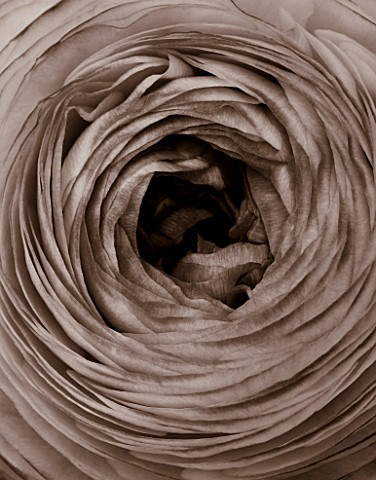 BLACK_AND_WHITE_SEPIA_TONE_IMAGE_OF_CLOSE_UP_OF_CENTRE_OF_RANUNCULUS_FLOWER_ABSTRACT_PATTERN_NATURE