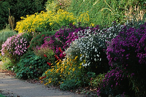 PURPLE_AND_WHITE_ASTERS__RUDBECKIA__SOLIDAGO_AND_PENSTEMON_IN_A_LATE_SUMMER_BORDER__WATERPERRY_GARDE