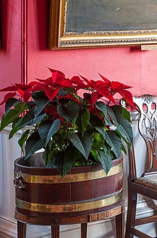 BURTON_AGNES_HALL_EAST_YORKSHIRE_CHRISTMAS__THE_DINING_ROOM_WITH_LARGE_RED_POINSETTIA_IN_WOOD_AND_BR