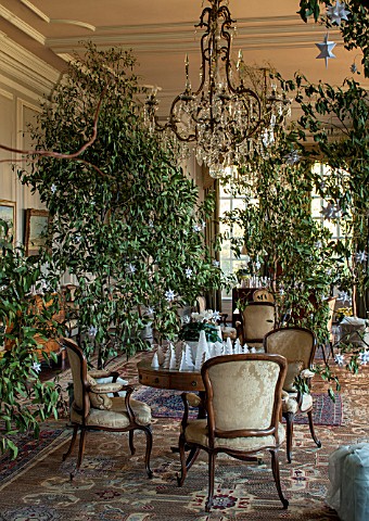 BURTON_AGNES_HALL_EAST_YORKSHIRE_CHRISTMAS__THE_WHITE_DRAWING_ROOM_DECORATED_WITH_EUCALYPTUS_TREES_F