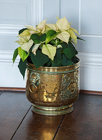 BURTON_AGNES_HALL_EAST_YORKSHIRE_CHRISTMAS__THE_WHITE_DRAWING_ROOM__GREEN_POINSETTIA_IN_METAL_CONTAI