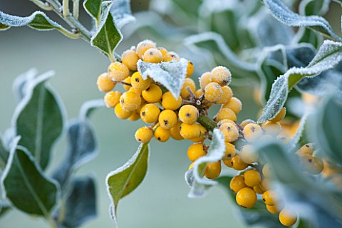 HIGHFIELD_HOLLIES_HAMPSHIRE_WINTER__CHRISTMAS__CLOSE_UP_PLANT_PORTRAIT_OF_YELLOW_BERRIES_OF_HOLLY__I
