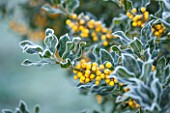 HIGHFIELD HOLLIES, HAMPSHIRE: WINTER - CHRISTMAS - CLOSE UP PLANT PORTRAIT OF YELLOW BERRIES OF HOLLY - ILEX AQUIFOLIUM BACCIFLAVA , SHRUB, BERRY, FROST, WINTER, DECEMBER