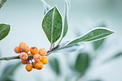 HIGHFIELD_HOLLIES_HAMPSHIRE_WINTER_CHRISTMAS_CLOSE_UP_PLANT_PORTRAIT_OF_ORANGE_BERRIES_OF_HOLLY__ILE