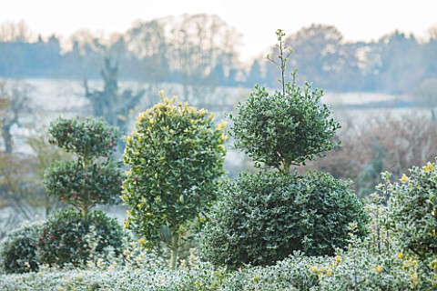 HIGHFIELD_HOLLIES_HAMPSHIRE_WINTER__CHRISTMAS__HOLLY_HEDGE_WITH_CLIPPED_TOPIARY_SHAPES_ON_TOP_IN_FRO