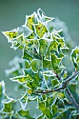 HIGHFIELD HOLLIES, HAMPSHIRE: WINTER, CHRISTMAS, CLOSE UP PLANT PORTRAIT OF SPIKEY LEAVES OF HOLLY - ILEX, AQUIFOLIUM FLAVESCENS, FOLIAGE, GREEN, FROST, FROSTY, SPIKES, PRICKLY
