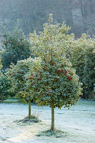HIGHFIELD_HOLLIES_HAMPSHIRE_WINTER__CHRISTMAS__FROSTY_LAWN__CLIPPED_TOPIARY_HOLLY__ILEX_AQUIFOLIUM_A