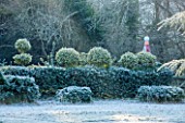 HIGHFIELD HOLLIES, HAMPSHIRE: ILEX CRENATA HOLLY HEDGE WITH CLIPPED TOPIARY SHAPES ON TOP IN FROST. EVERGREEN, ILEX, WINTER, DECEMBER, HEDGING, HEDGES