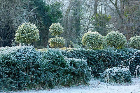 HIGHFIELD_HOLLIES_HAMPSHIRE_ILEX_CRENATA_HOLLY_HEDGE_WITH_CLIPPED_TOPIARY_SHAPES_ON_TOP_IN_FROST_EVE
