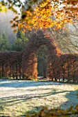 HIGHFIELD HOLLIES, HAMPSHIRE: WINTER - CHRISTMAS - CLIPPED COPPER BEECH HEDGE IN FROST. WINTER, DECEMBER, HEDGING, HEDGES, ARCH