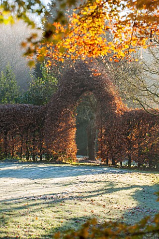 HIGHFIELD_HOLLIES_HAMPSHIRE_WINTER__CHRISTMAS__CLIPPED_COPPER_BEECH_HEDGE_IN_FROST_WINTER_DECEMBER_H