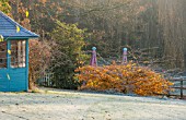 HIGHFIELD HOLLIES, HAMPSHIRE: WINTER - CHRISTMAS - FROSTY LAWN, BLUE SUMMERHOUSE AND AUTUMN COLOUR ON PARROTIA PERSICA. WINTER, DECEMBER, PINK OBELISKS