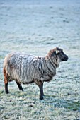 HIGHFIELD HOLLIES, HAMPSHIRE: WINTER - CHRISTMAS - FROSTY SHETLAND SHEEP MAGIC IN FIELD. ANIMAL, ANIMALS, PET, PETS