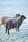 HIGHFIELD HOLLIES, HAMPSHIRE: WINTER - CHRISTMAS - FROSTY SHETLAND SHEEP MAGIC AND MISCHIEF IN FIELD. ANIMAL, ANIMALS, PET, PETS