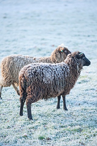 HIGHFIELD_HOLLIES_HAMPSHIRE_WINTER__CHRISTMAS__FROSTY_SHETLAND_SHEEP_MAGIC_AND_MISCHIEF_IN_FIELD_ANI