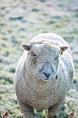 HIGHFIELD HOLLIES, HAMPSHIRE: WINTER - CHRISTMAS - FROSTY SOUTHDOWN SHEEP IN FIELD. ANIMAL, ANIMALS, PET, PETS