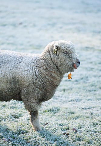 HIGHFIELD_HOLLIES_HAMPSHIRE_WINTER__CHRISTMAS__FROSTY_SOUTHDOWN_EWE_LAMB_IN_FIELD_ANIMAL_ANIMALS_PET