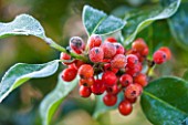 HIGHFIELD HOLLIES, HAMPSHIRE: WINTER - CHRISTMAS - CLOSE UP PLANT PORTRAIT OF RED BERRIES OF HOLLY - ILEX AQUIFOLIUM PYRAMIDALIS, SHRUB, BERRY, FROST, WINTER, DECEMBER