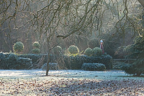 HIGHFIELD_HOLLIES_HAMPSHIRE_WINTER__CHRISTMAS__ILEX_CRENATA_HOLLY_HEDGE_WITH_CLIPPED_TOPIARY_SHAPES_