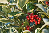 HIGHFIELD HOLLIES, HAMPSHIRE: CHRISTMAS - CLOSE UP PLANT PORTRAIT OF RED BERRIES OF HOLLY - ILEX X ALTACLARENSIS HOWICK, SHRUB, BERRY, FROST, WINTER, DECEMBER, VARIEGATED