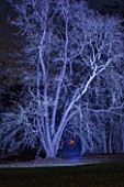 BLENHEIM PALACE, OXFORDSHIRE, WINTER, CHRISTMAS - BEAUTIFUL TREE LIT UP AT NIGHT - LIGHTING, LIGHT, ILLUMINATION