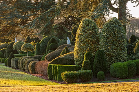 BRODSWORTH_HALL_YORKSHIRE_DAWN_WINTER_JANUARY_TOPIARY_EVERGREEN_BORDER_FORMAL_GARDEN_COUNTRY_CLIPPED