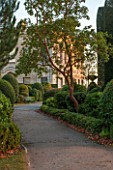 BRODSWORTH HALL, YORKSHIRE: PATH PAST CLIPPED TOPIARY EVERGREENS WITH HALL IN BAVCKGROUND. VICTORIAN, FORMAL, GARDEN, ENGLISH, COUNTRY