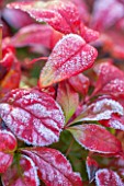 CLOSE UP PLANT PORTRAIT OF RED LEAVES OF NANDINA DOMESTICA FIREPOWER . HEAVENLY, BAMBOO, WINTER