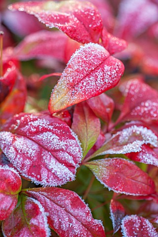 CLOSE_UP_PLANT_PORTRAIT_OF_RED_LEAVES_OF_NANDINA_DOMESTICA_FIREPOWER__HEAVENLY_BAMBOO_WINTER
