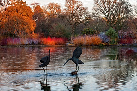 RHS_GARDEN_WISLEY_SURREY_BIRD_SCULPTURES_IN_THE_LAKE_AT_SEVEN_ACRE_IN_WINTER_ART_WATER_REFLECTION_RE